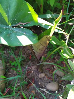 alocasia sumo