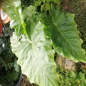 alocasia portodora